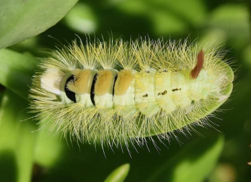 Réf. 241 120 : Calliteara pudibunda