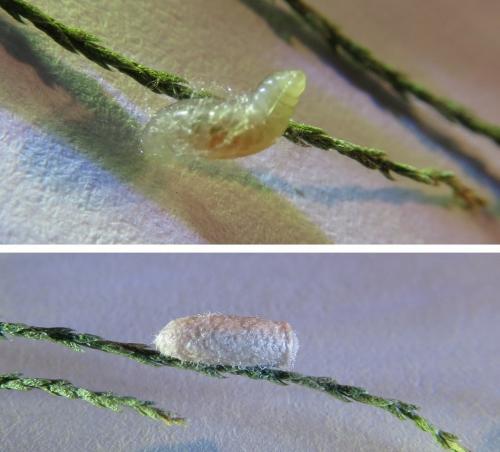 Réf. 241 235 : Microgastrinae inconnu