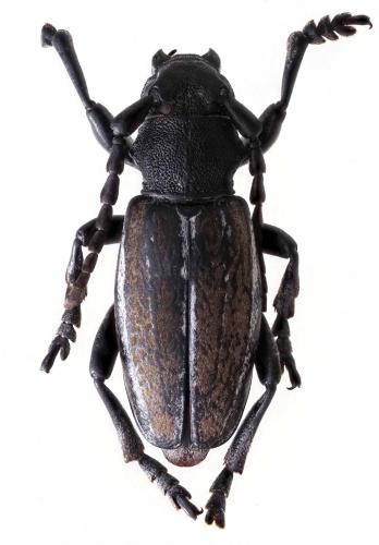 Réf. 241 569 : Iberodorcadion fuliginator