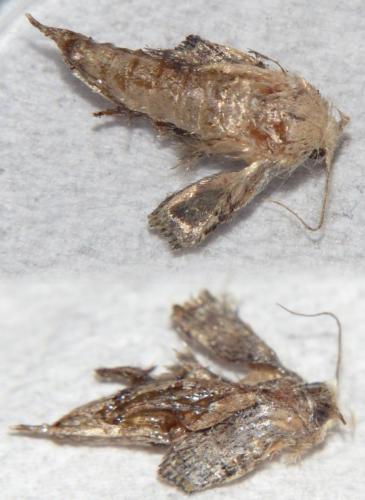 Galleria mellonella