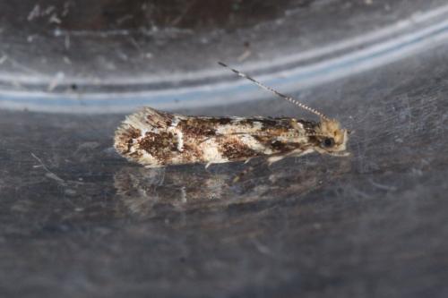 Dryadaula pactolia