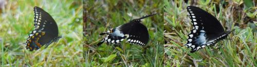 Réf. 241 319 : Papilio troilus