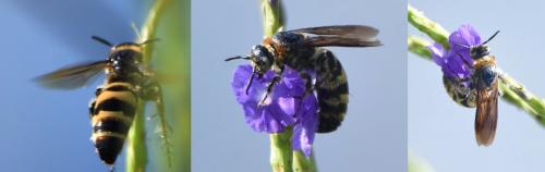 Réf. 241 102 : Dielis plumipes