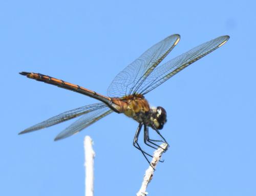 Brachymesia gravida