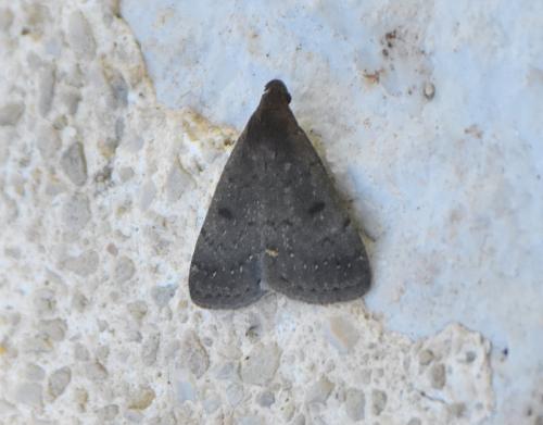 Nodaria nodosalis