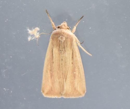 Leucania loreyi