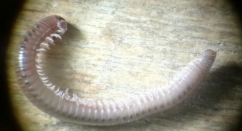 Réf. 241 178 : Allajulus nitidus