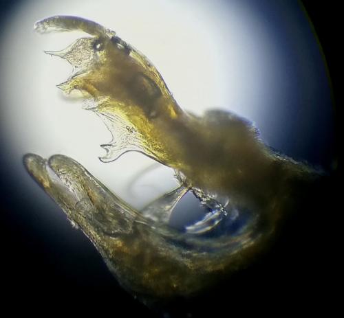 Réf. 241 242 : Leptoiulus helveticus