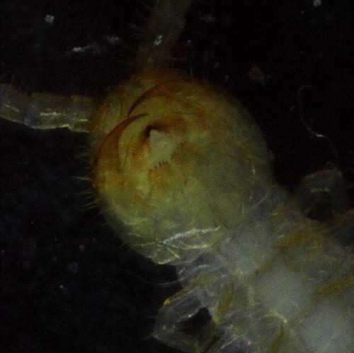 Lithobius forficatus