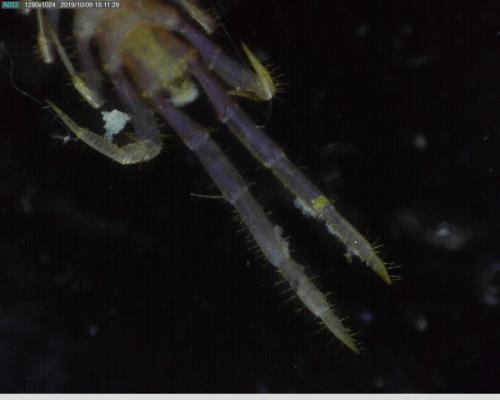 Lithobius forficatus