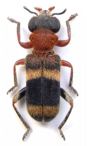 Lasiocallimerus vestitus