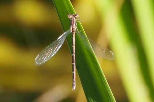 Réf. 241 144 : Lestes virens virens
