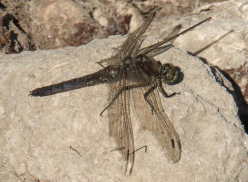 Orthetrum cancellatum