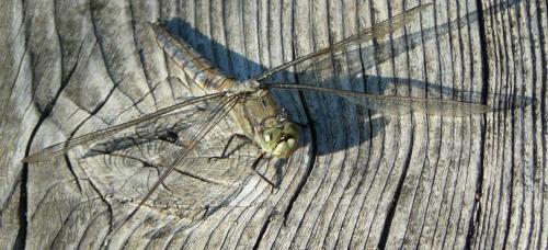Orthetrum cancellatum