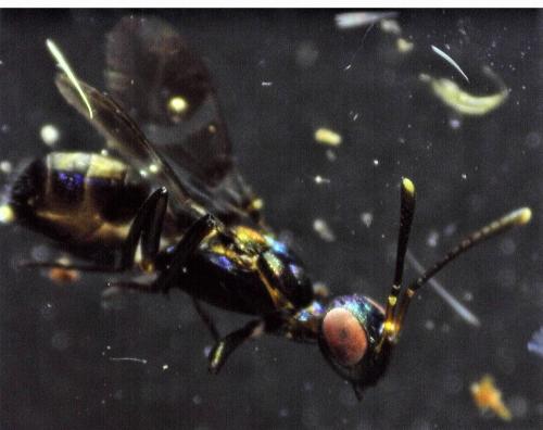 Réf. 241 973 : Anastatus bifasciatus