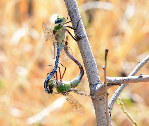 Réf. 241 931 : Anax imperator