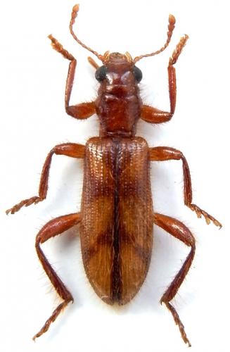 Neorthrius buteocoloratus
