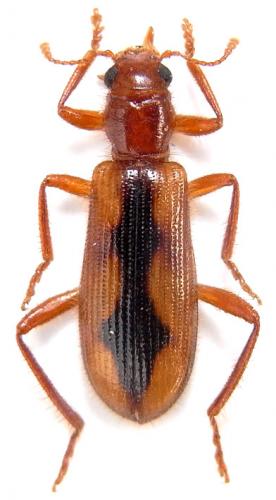 Réf. 241 437 : Neorthrius subscalaris
