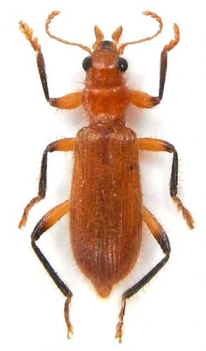 Réf. 241 436 : Neorthrius uniformis
