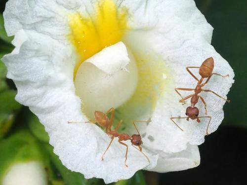 Oecophylla longinoda