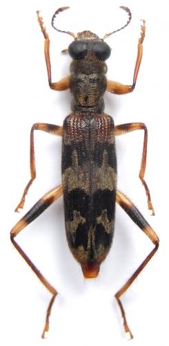 Omadius diversipes