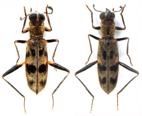 Omadius trifasciatus