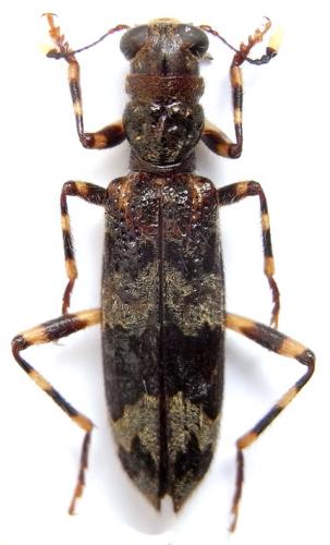 Réf. 241 462 : Omadius zebratus