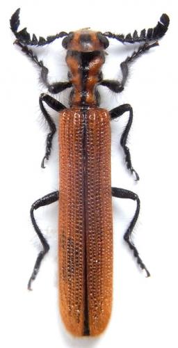 Orthocladiscus lineatus