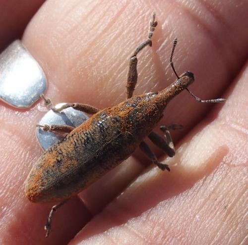 Lixus sp.
