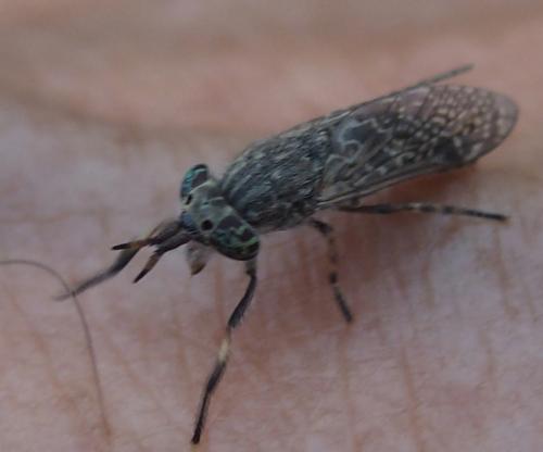 Haematopota sp.