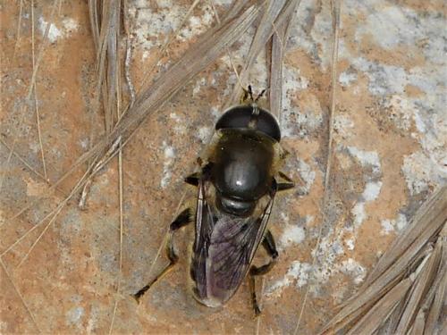 Réf. 241 261 : Merodon avidus