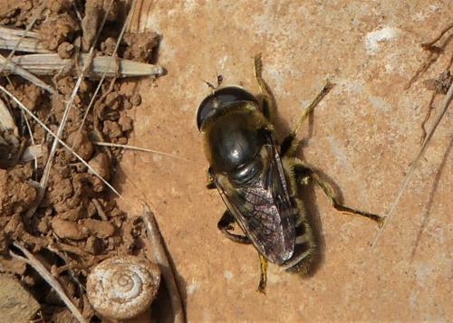 Réf. 241 246 : Merodon avidus