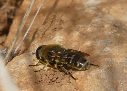 Réf. 241 259 : Merodon avidus