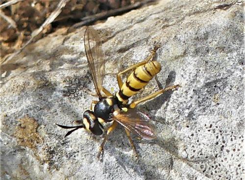 Leopoldius diadematus