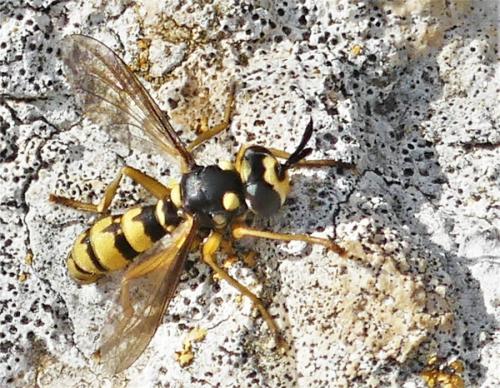 Leopoldius diadematus