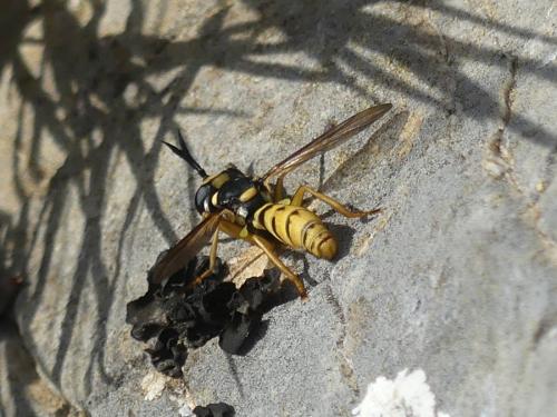 Leopoldius diadematus