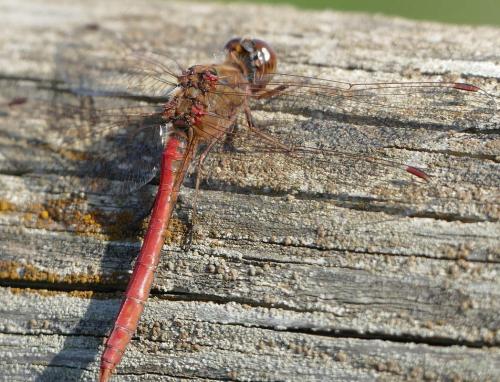 Réf. 241 912 : Sympetrum sp.