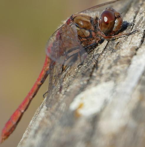 Réf. 241 793 : Sympetrum sp.