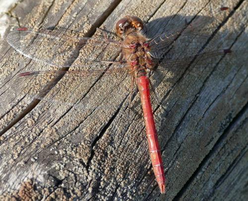 Réf. 241 795 : Sympetrum sp.