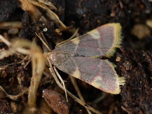 Hypsopygia costalis