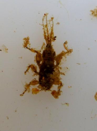 Torleya major