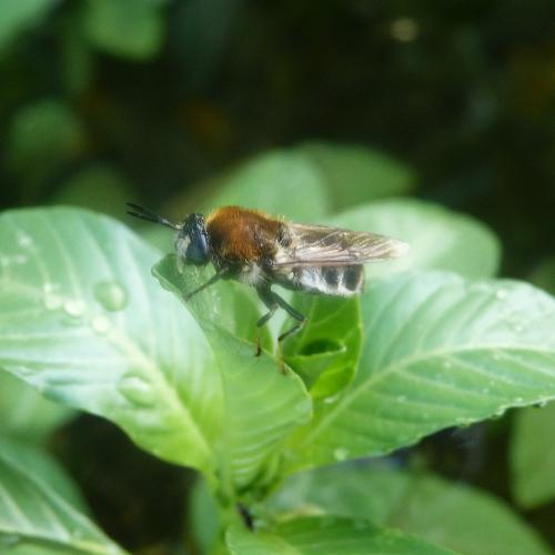Stratiomys longicornis