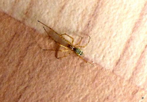 Tetragnatha sp.