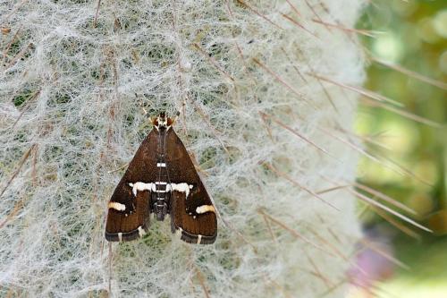 Réf. 241 742 : Spoladea recurvalis