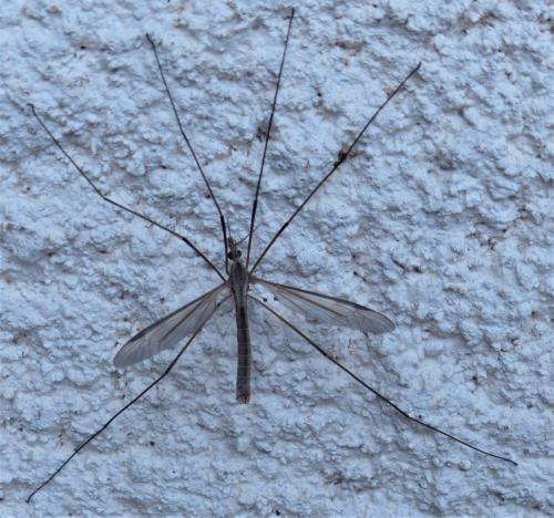 Tipula paludosa
