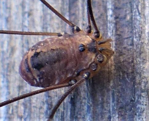 Réf. 241 351 : Leiobunum rotundum
