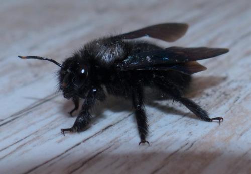 Réf. 241 277 : Xylocopa violacea