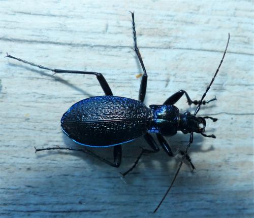 Réf. 241 324 : Carabus intricatus
