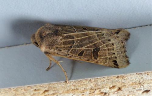 Agrochola lunosa