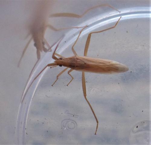 Stenodema laevigata